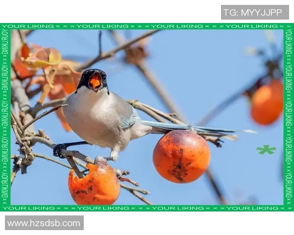 大阪钢吧与鸟类的奇妙对话探索自然与城市的和谐共生