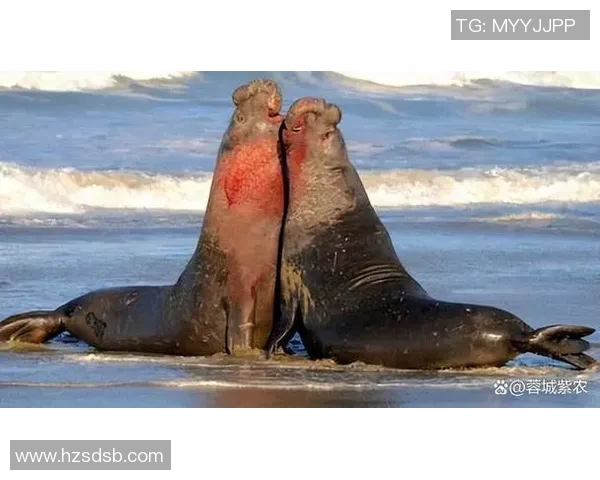 横滨海盗迎战富山松鸡展开激烈对决争夺季后赛资格的关键战役